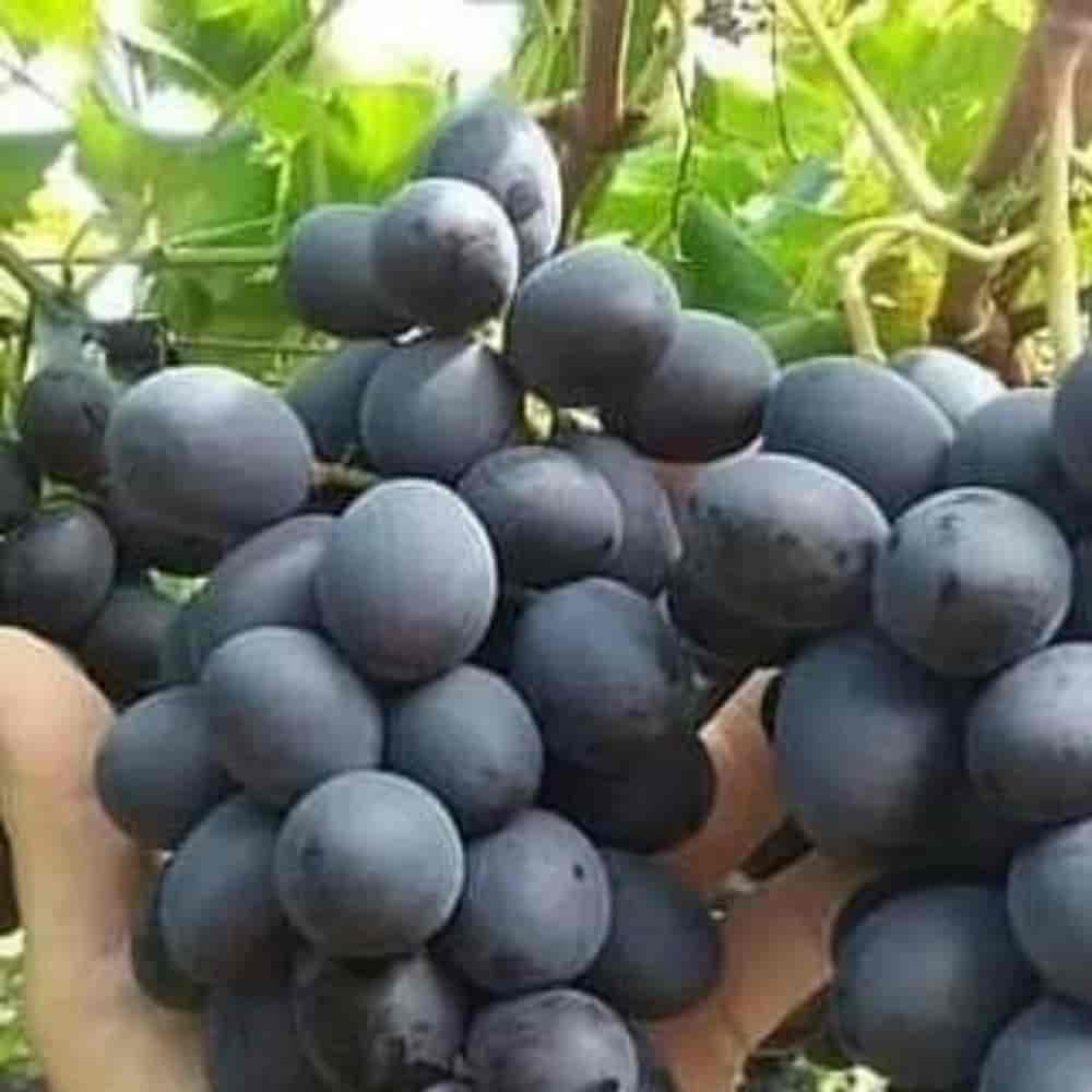 نهال انگور سیاه