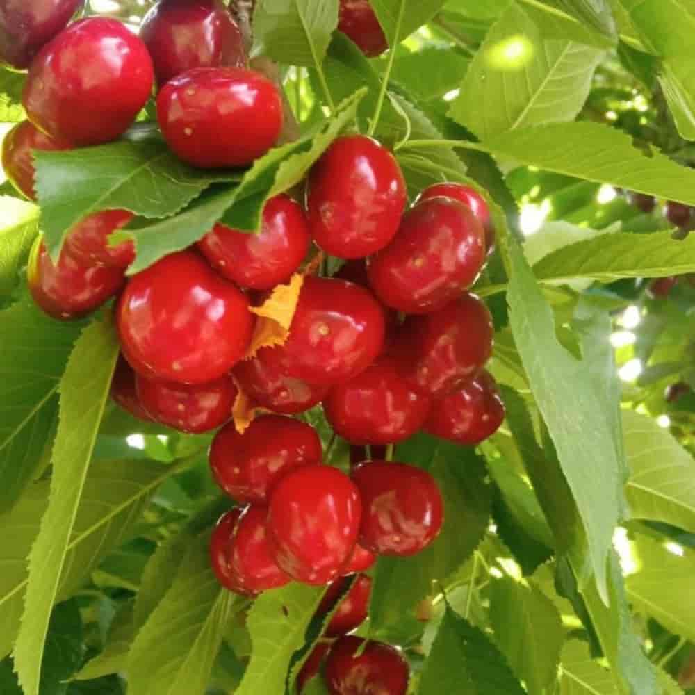 گیلاس لاپینز آمریکایی