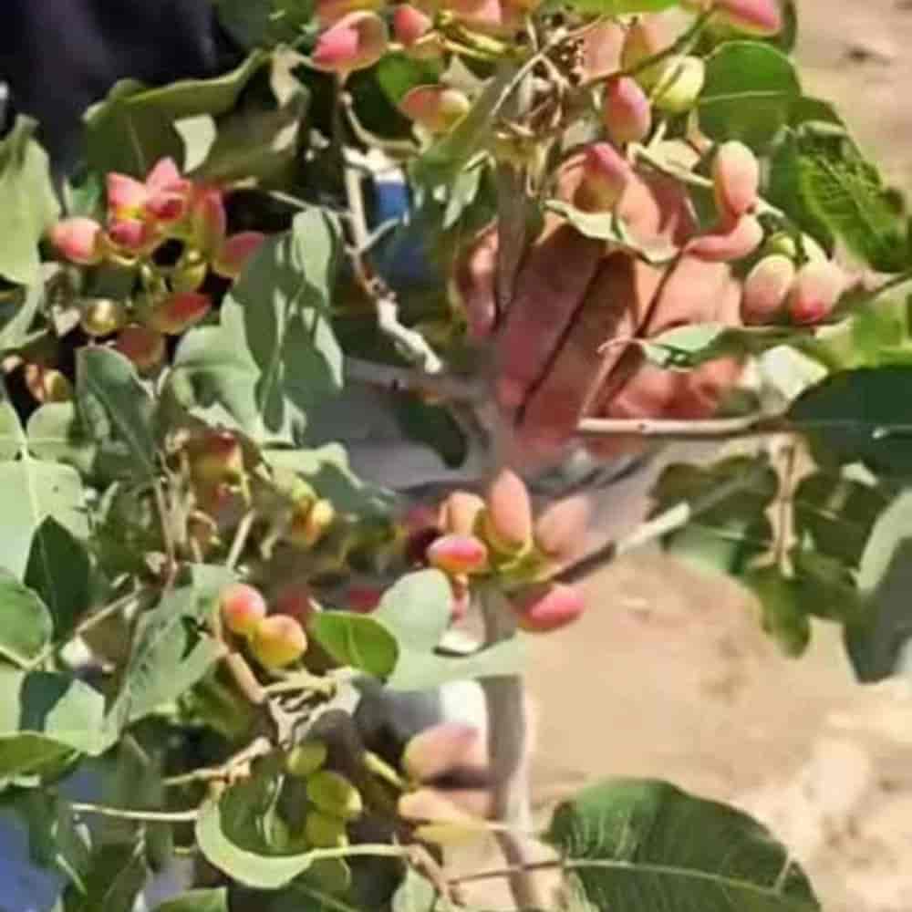 پسته پایه یو سی بی‌وان پیوندی