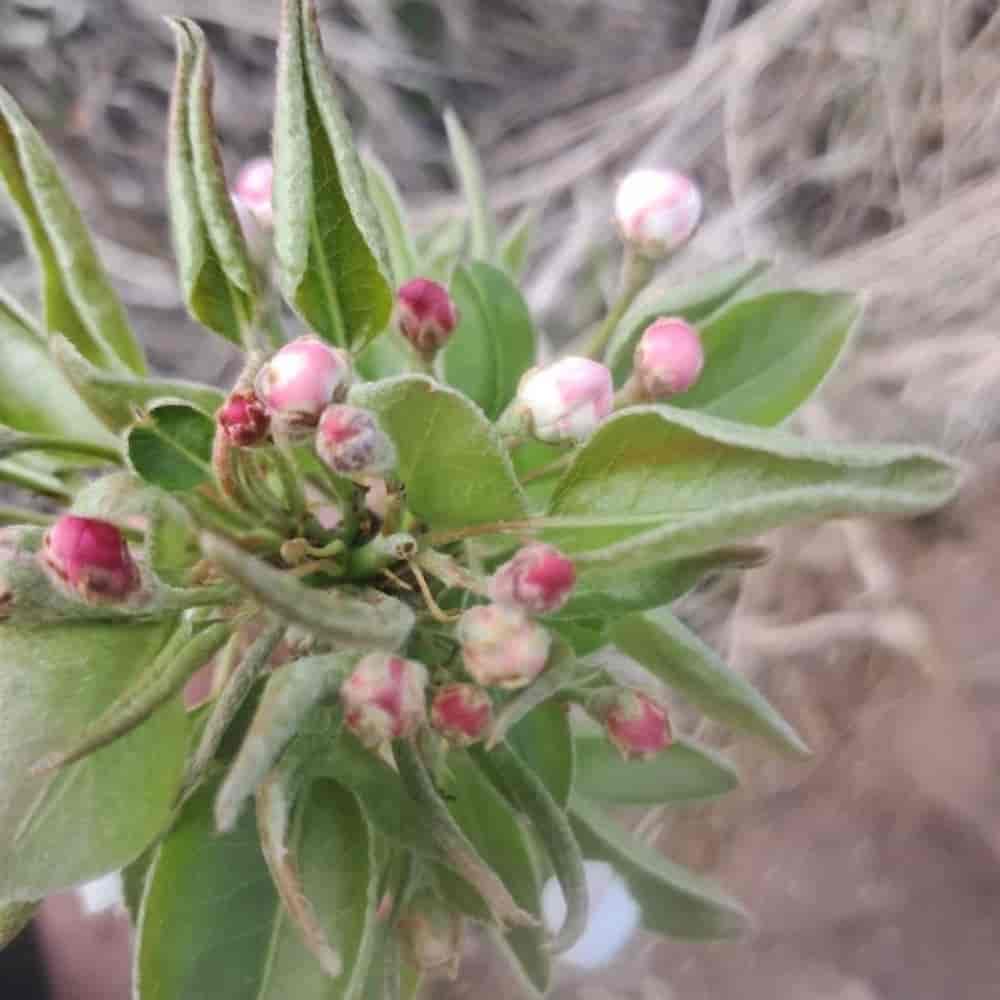 نهال گلابی درگزی ۶ماهه پربار