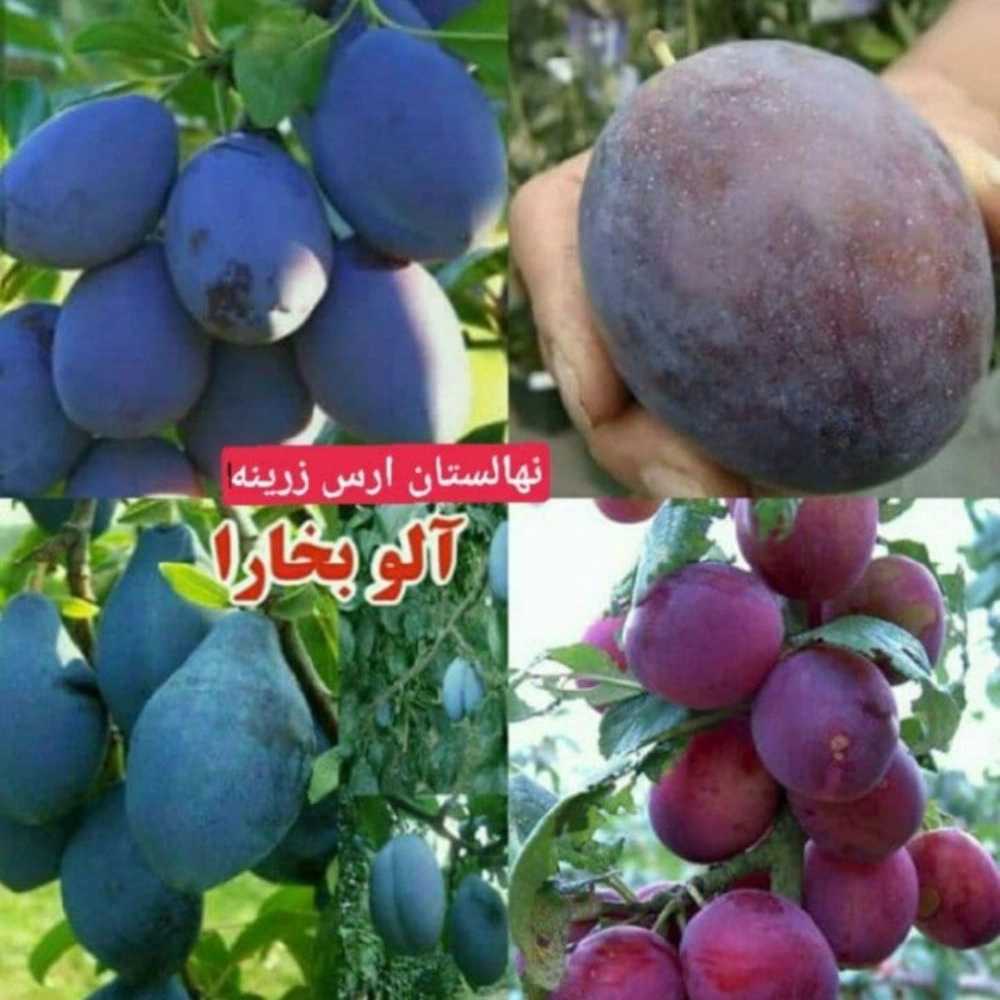 1731220861776.webp