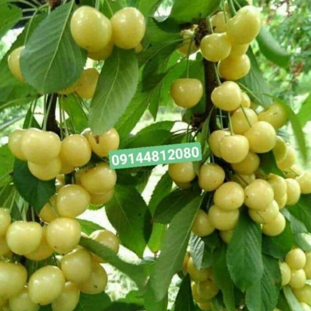 1731220975038.webp