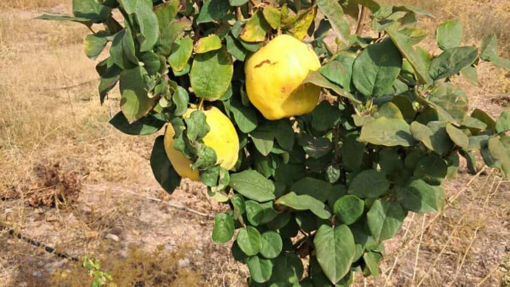 نهالستان ارس زرینه، فروش نهال گردو زردآلو هلو سیب در میاندوآب