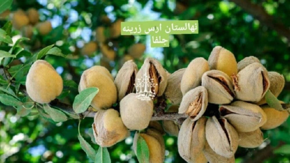 نهالستان ارس زرینه در میاندوآب