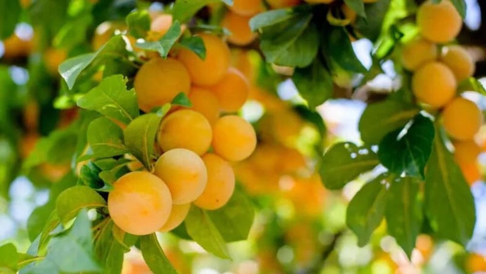 اصول کاشت نهال