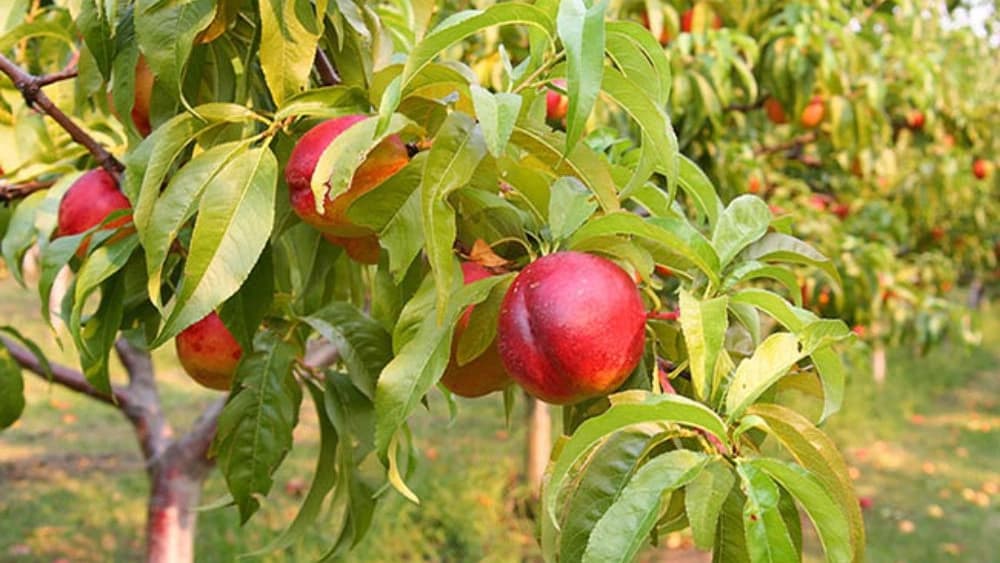 اصول کاشت نهال