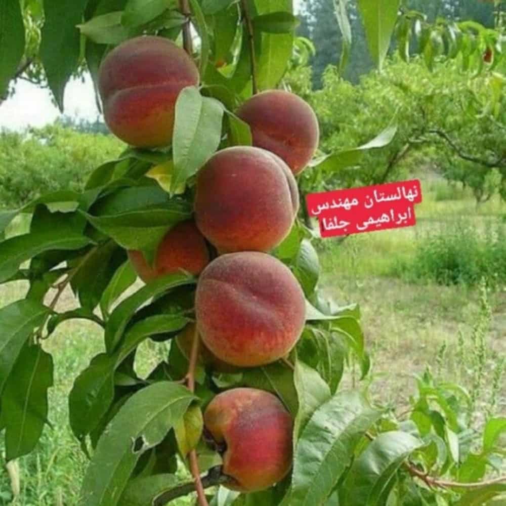 1731220899441.webp