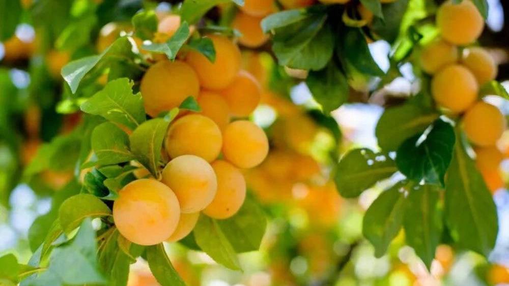 اصول کاشت نهال اصول کاشت نهال
